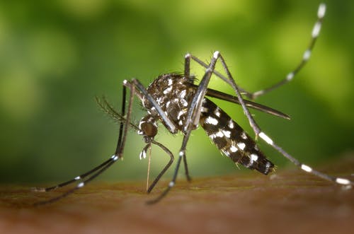 tiger-mosquito-mosquito-asian-tigermucke-sting-86722