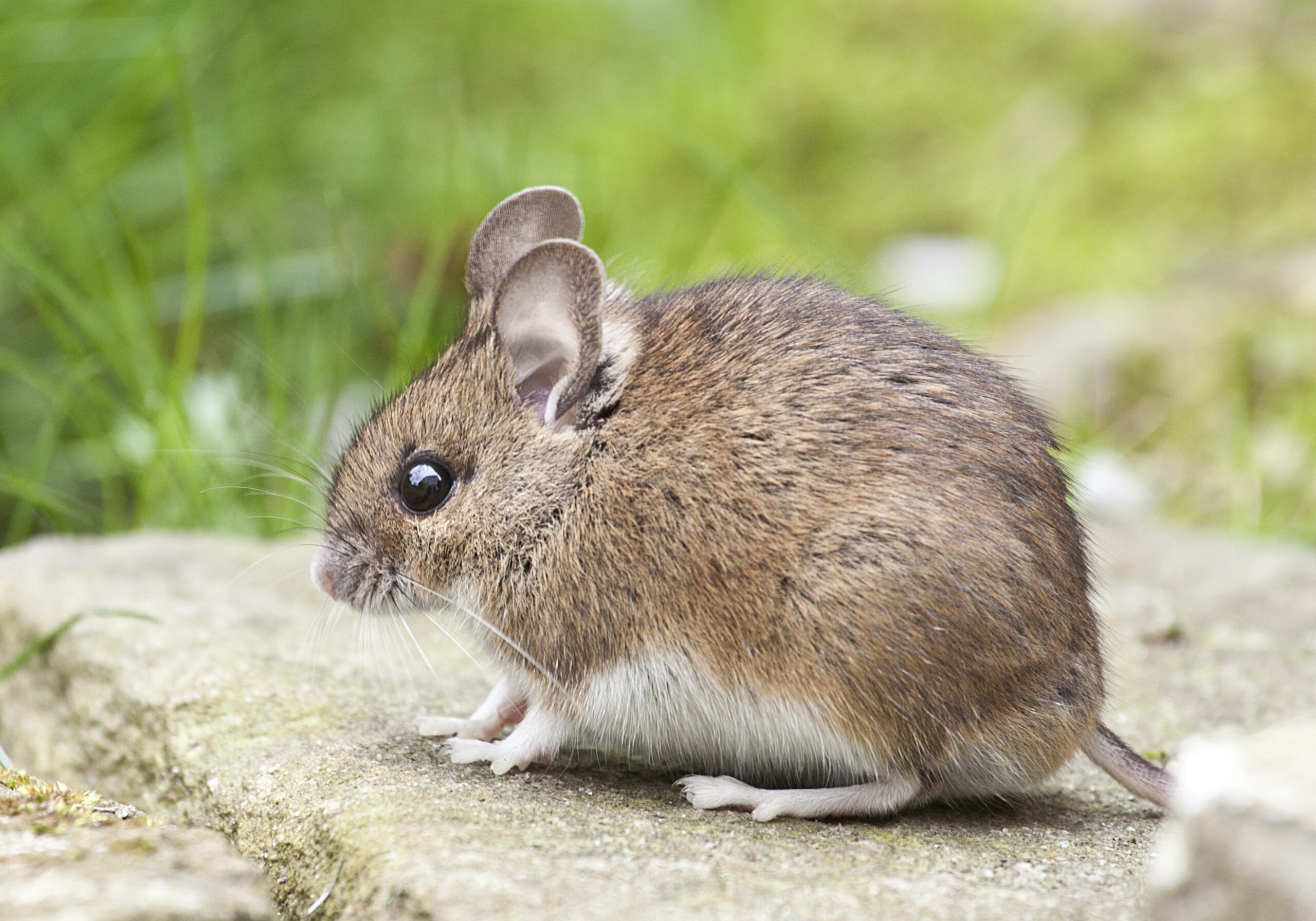 animal-cute-little-mouse-301448